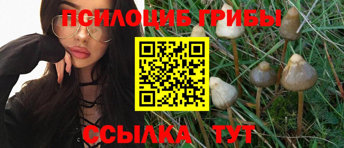 Галлюциногенные грибы Cubensis Барнаул